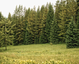 Larch Casebearer infestation - 1975